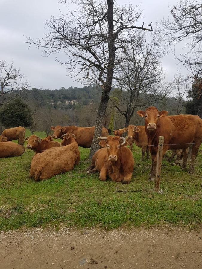 Harveys Homestay - Adults Only Mieres  Exteriér fotografie